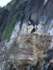 Leucocarbo magellanicus