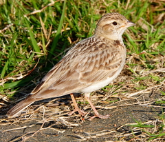 Calandrella dukhunensis