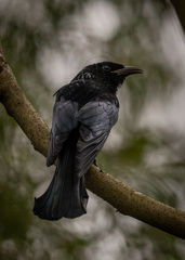 Dicrurus hottentottus