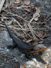 Ninurta coeruleopunctatus