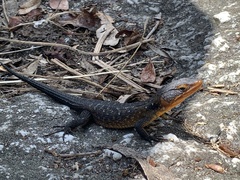 Ninurta coeruleopunctatus