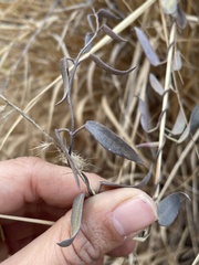 Pentatropis