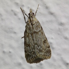 Scoparia subfusca