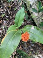Scadoxus membranaceus
