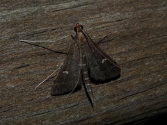 Dolicharthria punctalis