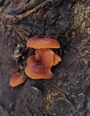 Flammulina