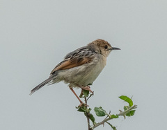 Cisticola marginatus