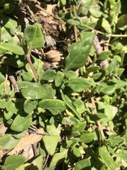 Tetragonia implexicoma