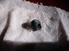 Gastropoda