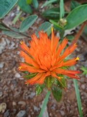 Gomphrena arborescens