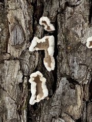 Aleurodiscus oakesii