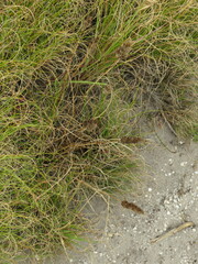 Pseudopentameris macrantha