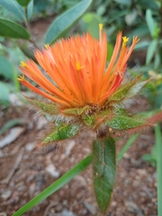 Gomphrena arborescens