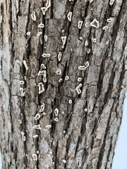 Aleurodiscus oakesii