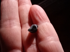Gastropoda