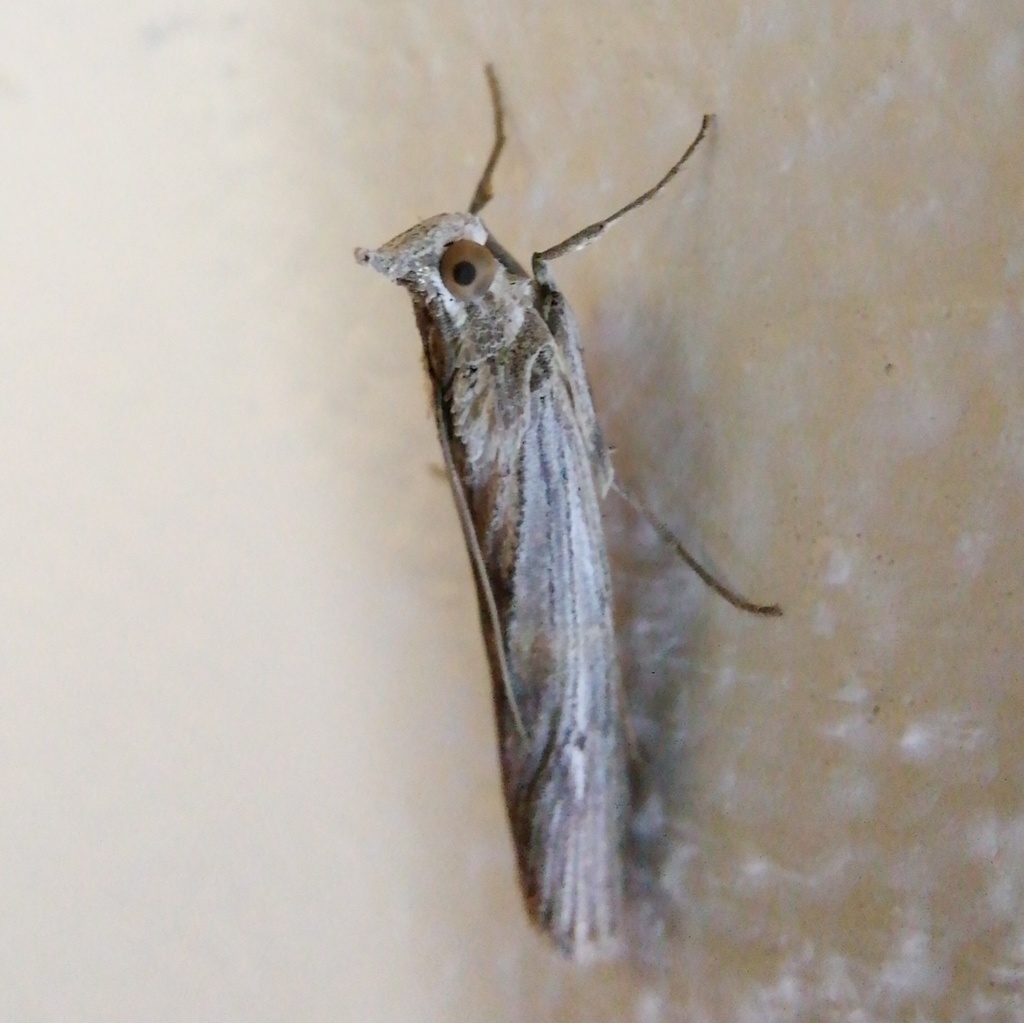 Epischnia prodromella