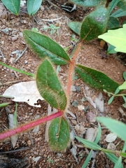 Gomphrena arborescens