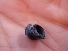 Gastropoda