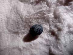 Gastropoda