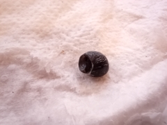 Gastropoda