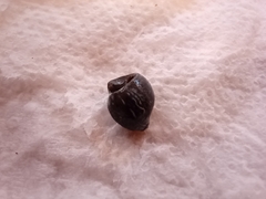 Gastropoda