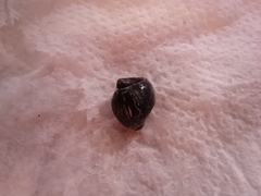 Gastropoda