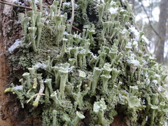 Cladonia fimbriata