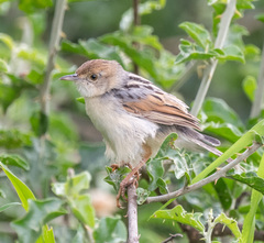 Cisticola marginatus