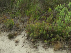 Serruria cyanoides