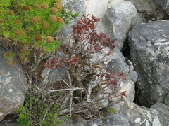 Tylecodon paniculatus