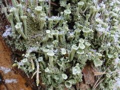 Cladonia fimbriata