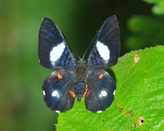 Cyrenia martia
