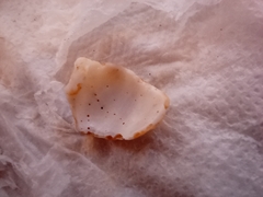 Gastropoda