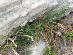 Astephanus triflorus