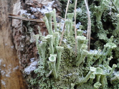Cladonia fimbriata