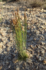 Thamnochortus