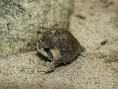 Breviceps montanus