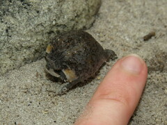 Breviceps montanus