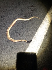 Aspidites melanocephalus