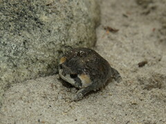 Breviceps montanus