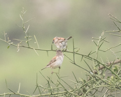 Passer rufocinctus