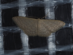 Idaea philocosma