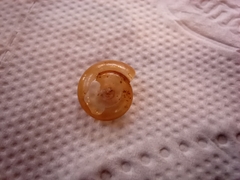 Gastropoda