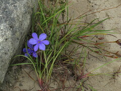 Aristea glauca
