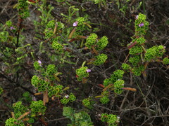 Indigofera candolleana
