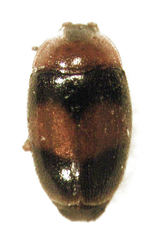 Clypastraea pulchella