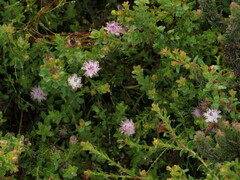 Diastella divaricata divaricata