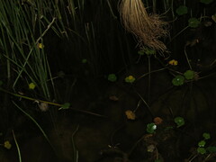 Gastrotheca marsupiata