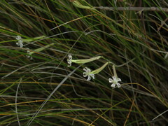 Silene burchellii burchellii