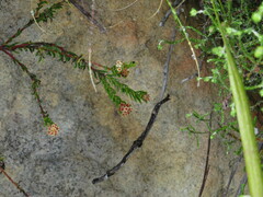 Phylica parviflora